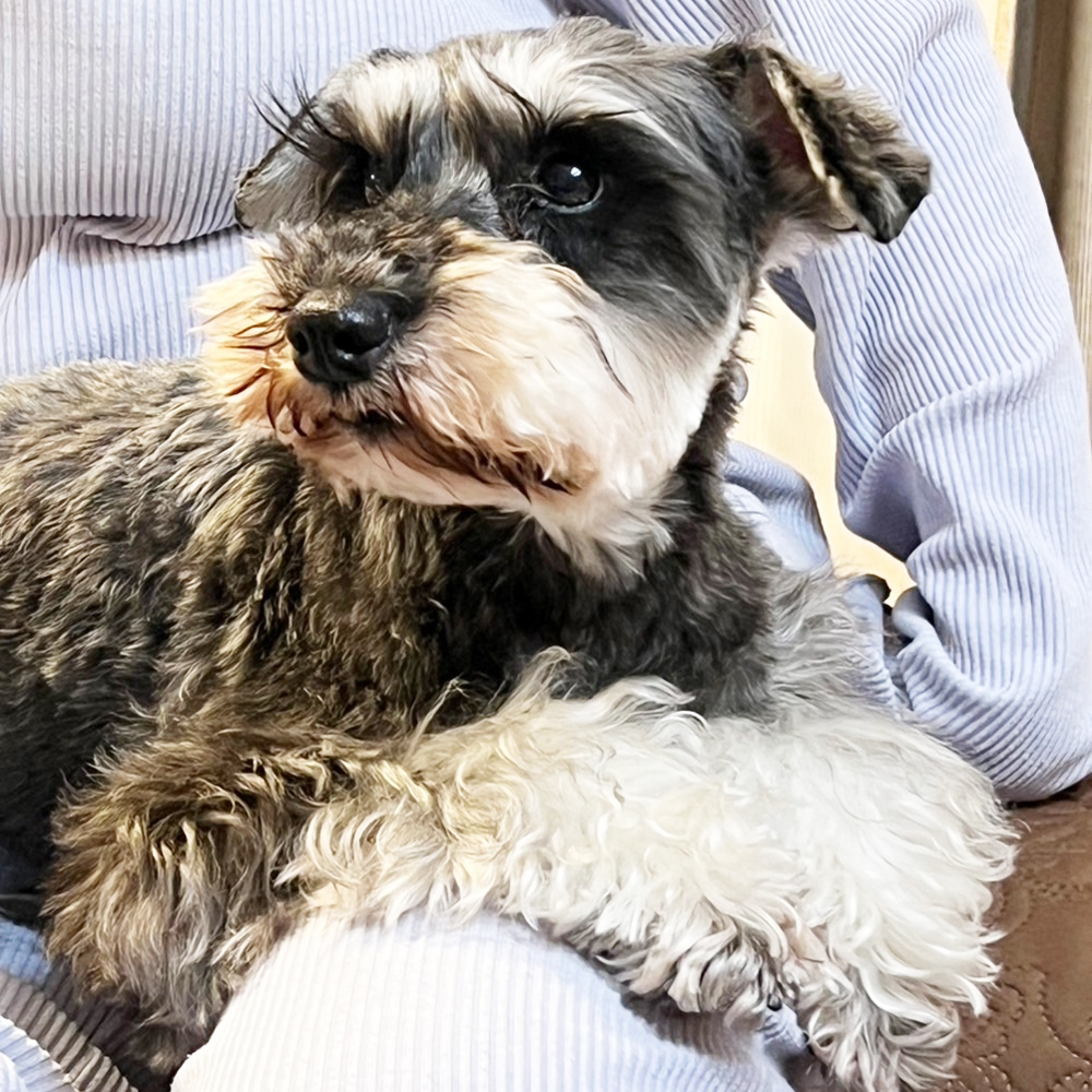 卒業犬チコリちゃんの近況☆
